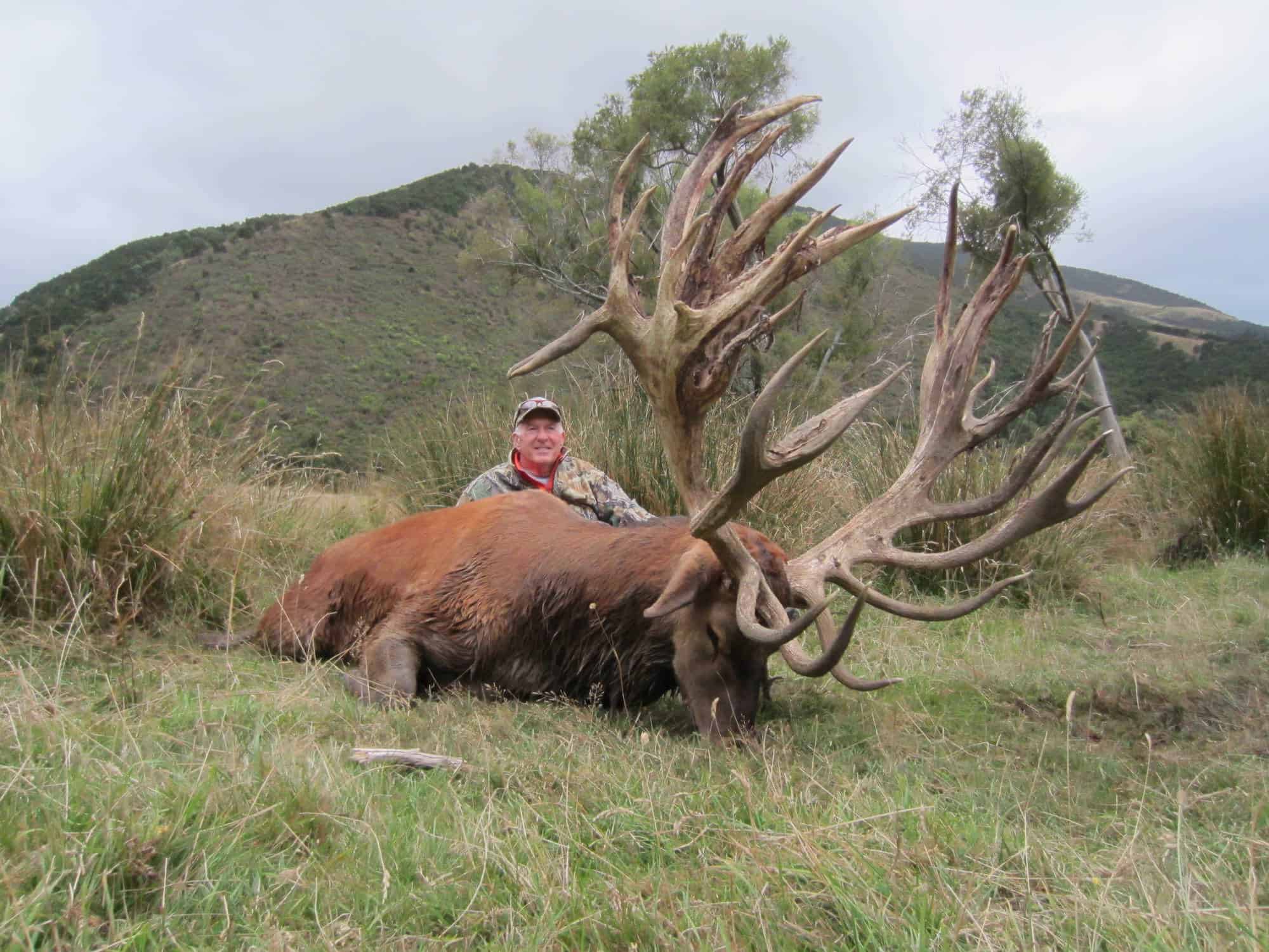 645 SCI Red Stag | South Pacific Safaris